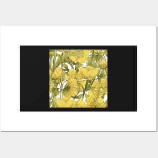 Buttercup summer flower on white Posters and Art